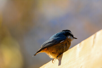 Red-breasted nuthatch perched near the feeder