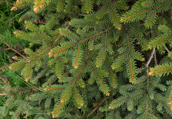 The beautiful green branches of the spruce . Nature