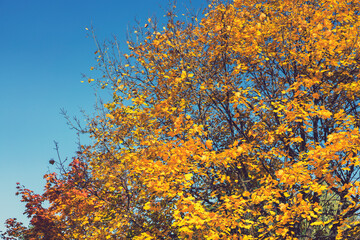 Collection of Beautiful Colorful Autumn Leaves, green, yellow, orange, red. Autumn yellow leaves background in sunny day Seamless tree bark background. Brown tileable texture of the old tree. toned