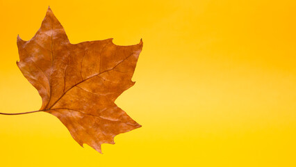 green leaf on yellow background