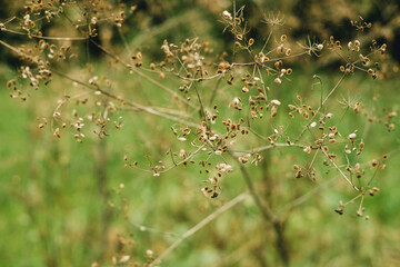 dry ukrom seeds close-up for background