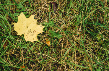 yellow leaf on green background