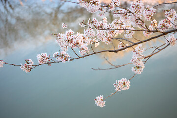 桜と川面