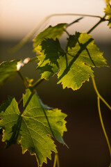 Green vine at sunrise
