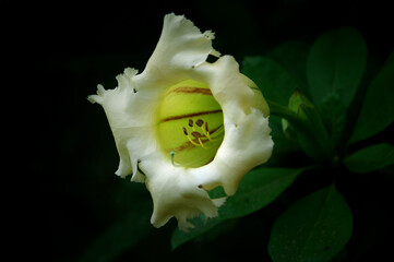 close up of a flower