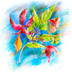 Autumn.Leaves on a blue background.Pencil drawing. Colorful illustration of autumn plants and berries. Graphic image. Nature, garden plants and flowers.Urban, Park and village landscape.