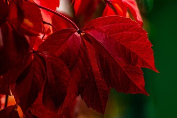 Makro Herbstlaub rot schönheit