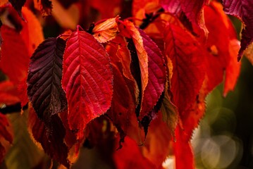 Makro Herbstlaub rot schönheit