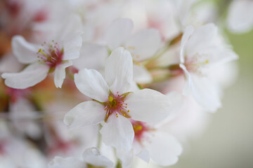 Fototapeta na wymiar 窓辺の桜