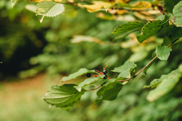 multicolored leaves on a branch in the autumn forest