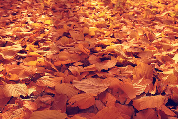 fallen leaves background / autumn background yellow leaves fallen from a tree