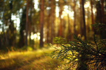 Obraz premium sun rays in coniferous forest, abstract landscape summer forest, beautiful wilderness nature