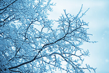 abstract background landscape winter forest / frost-covered tree branches, snowy weather christmas background
