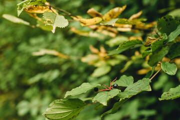 multicolored leaves on a branch in the autumn forest