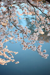 桜と川面
