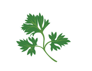parsley isolated on white background vector design illustration