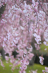 しだれ桜