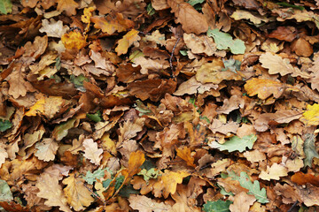 Lying on the ground a carpet of fallen colorful autumn oak leaves
