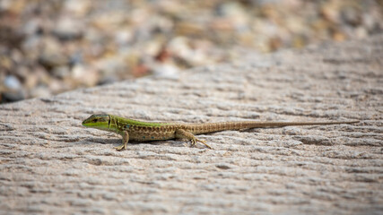 Grüne Eidechse sonnt sich