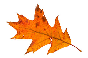 Obraz premium Orange and red maple leaf isolated on white background