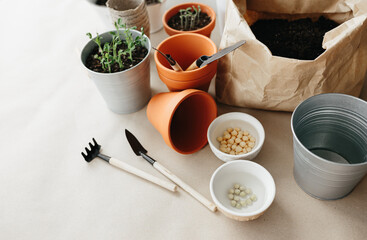 How to grow their own peas at home