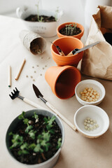 How to grow their own peas at home