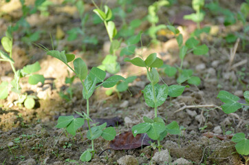 bunch the small ripe green peas plant seedlings in the garden.