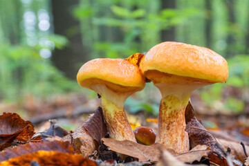 Two young edible mushrooms Suillus elegans grow in the forest