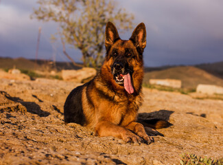 Собака породы немецкая оDog breed German Shepherd lies on a stone looking into the distance