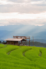 wooden house in a terraced rice field filled with rice