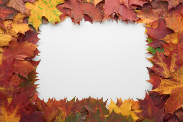 Border frame of colorful autumn leaves isolated on white background. Autumn, fall, thanksgiving day, nature concept. Flat lay, top view, copy space.