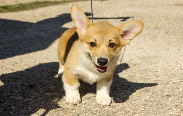 cute Welsh Corgi Cardigan puppy