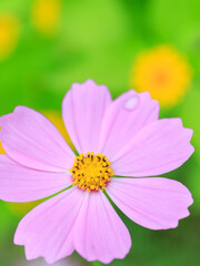 Fototapeta premium Cosmos - Since it resembles cherry blossoms, it is also called 