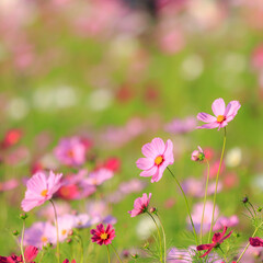 Cosmos - Since it resembles cherry blossoms, it is also called "autumn cherry blossoms" in Japan.