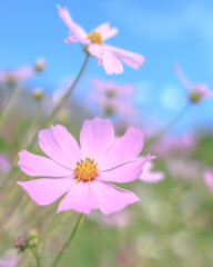 Fototapeta premium Cosmos - Since it resembles cherry blossoms, it is also called 