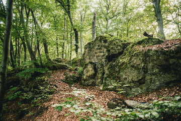 stone in green moss and trees in the forest