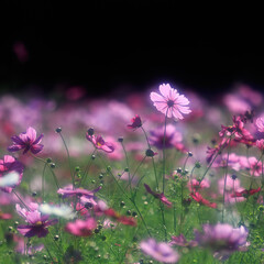 Fototapeta na wymiar Cosmos - Since it resembles cherry blossoms, it is also called 