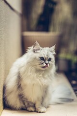 Obraz premium Chat qui pose