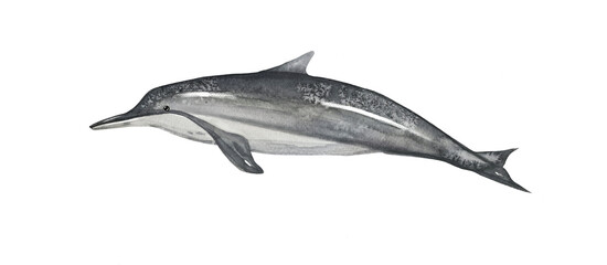 Dolphin watercolor hand drawn illustration on a white isolated background. Underwater mammal realistic painting. Isolated design element grey color.