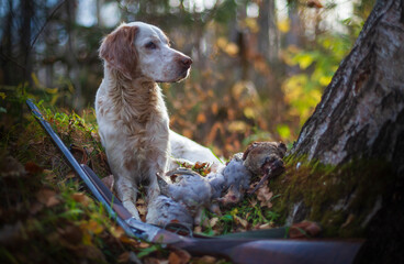 Woodcock hunting. Portrait of a hunting dog with trophies. Photos of real hunting. 