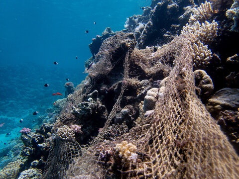 Ghost Net on Reef