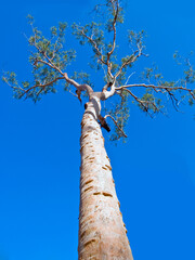 Fototapeta premium Lemon scented gum tree - Eucalyptus citriodora