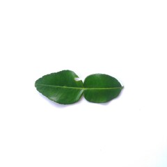 kaffir lime leaves isolated on white background