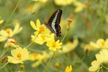 Fototapeta premium Cosmos - Since it resembles cherry blossoms, it is also called 