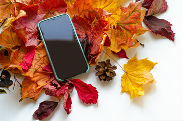 Autumn fallen red and yellow maple leaves and phone with headphones on a white background. Copy...