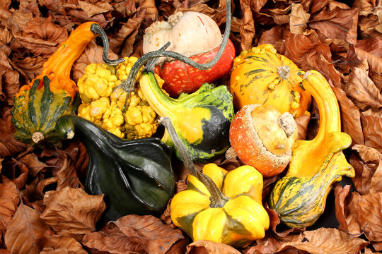 Courges et coloquintes de diff&eacute;rentes couleurs