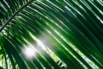 Large green tropical leaves in the garden, leaves with drops after rain.