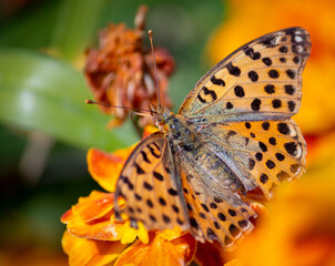 Butterfly spread its wings on a yellow flower
