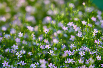 Fototapeta premium Small purple flowers on a blurred grass. Natural background. Selective focus.
