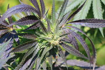 Bud de Girl Scout Cookies